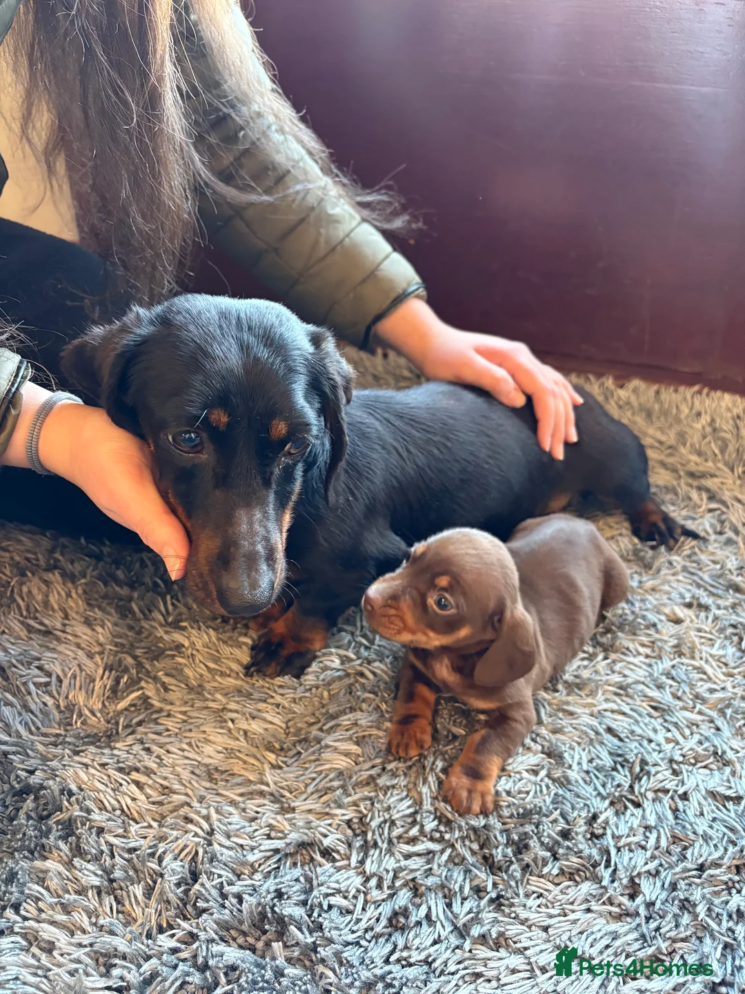 Dachshund dogs for sale: Dachshund puppy for sale  - Advert 1