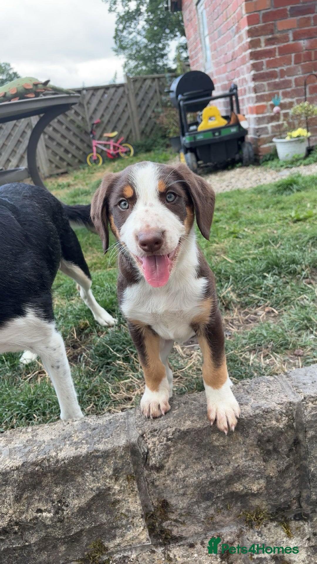 Mixed Breed dogs for sale: Mixed Breed Pup  - Image 1