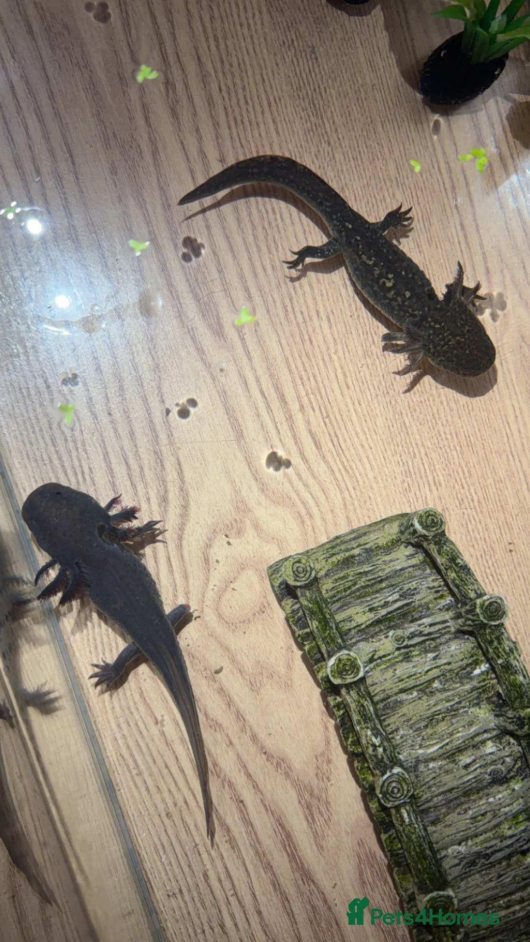 Axolotl reptiles for sale: 2x axolotls  - Advert 1