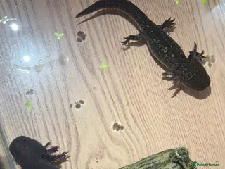 Axolotl reptiles 2x axolotls - Advert 16