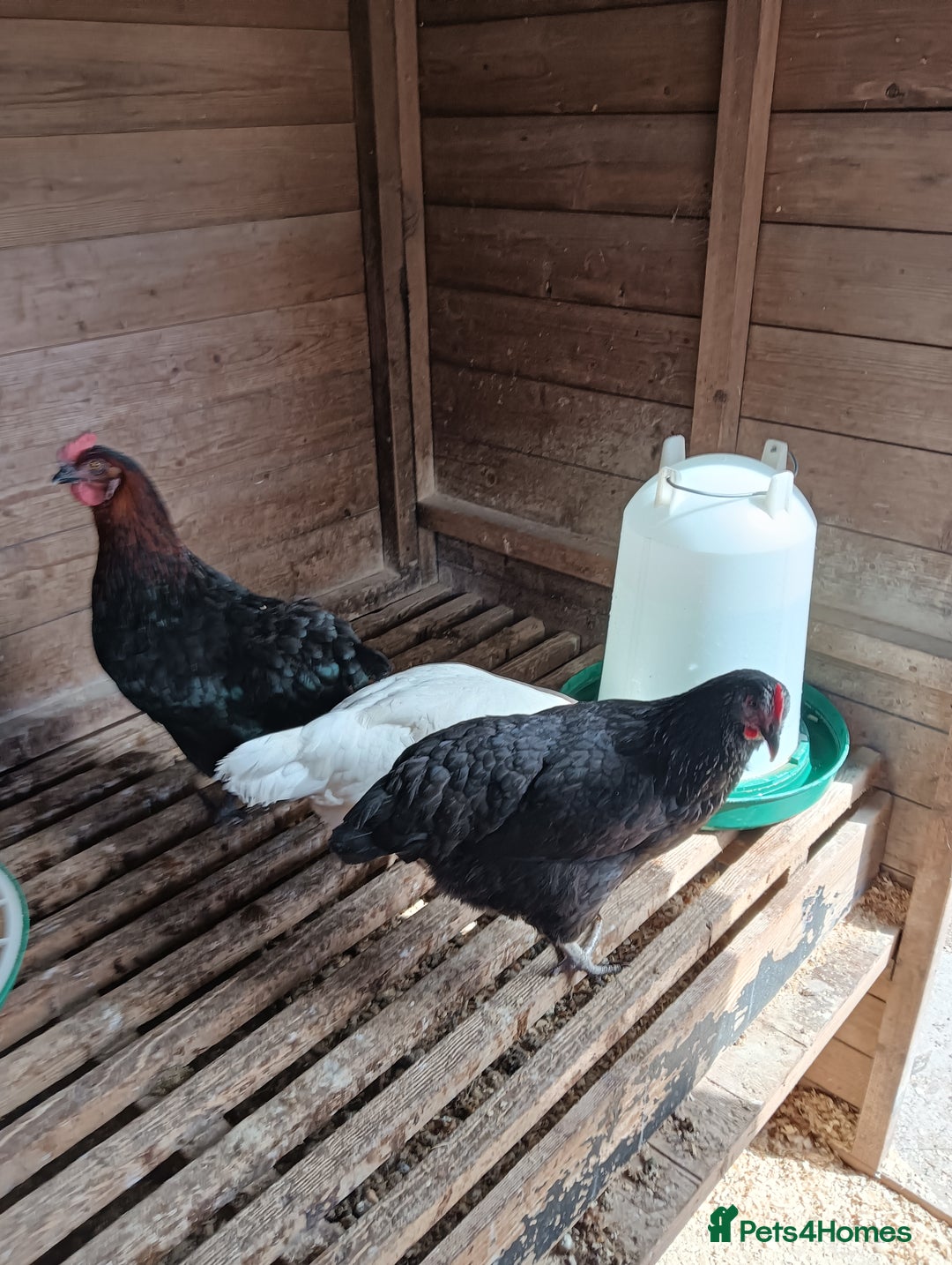 Chickens poultry for sale: POL Hybred Pullets  - Image 6