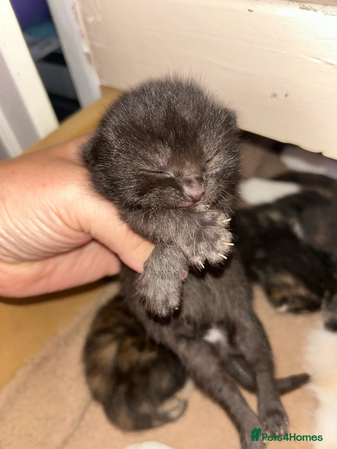 Mixed Breed cats for sale: 5 Mixed Bengal Kittens  in Bristol - Advert 2