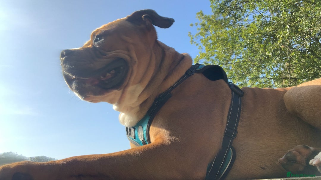 Alapaha Blue Blood Bulldog dogs for sale: Bruno - Image 2