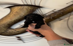 Cockapoo dogs for sale: Beautiful F2 cockapoo puppies  - Image 5