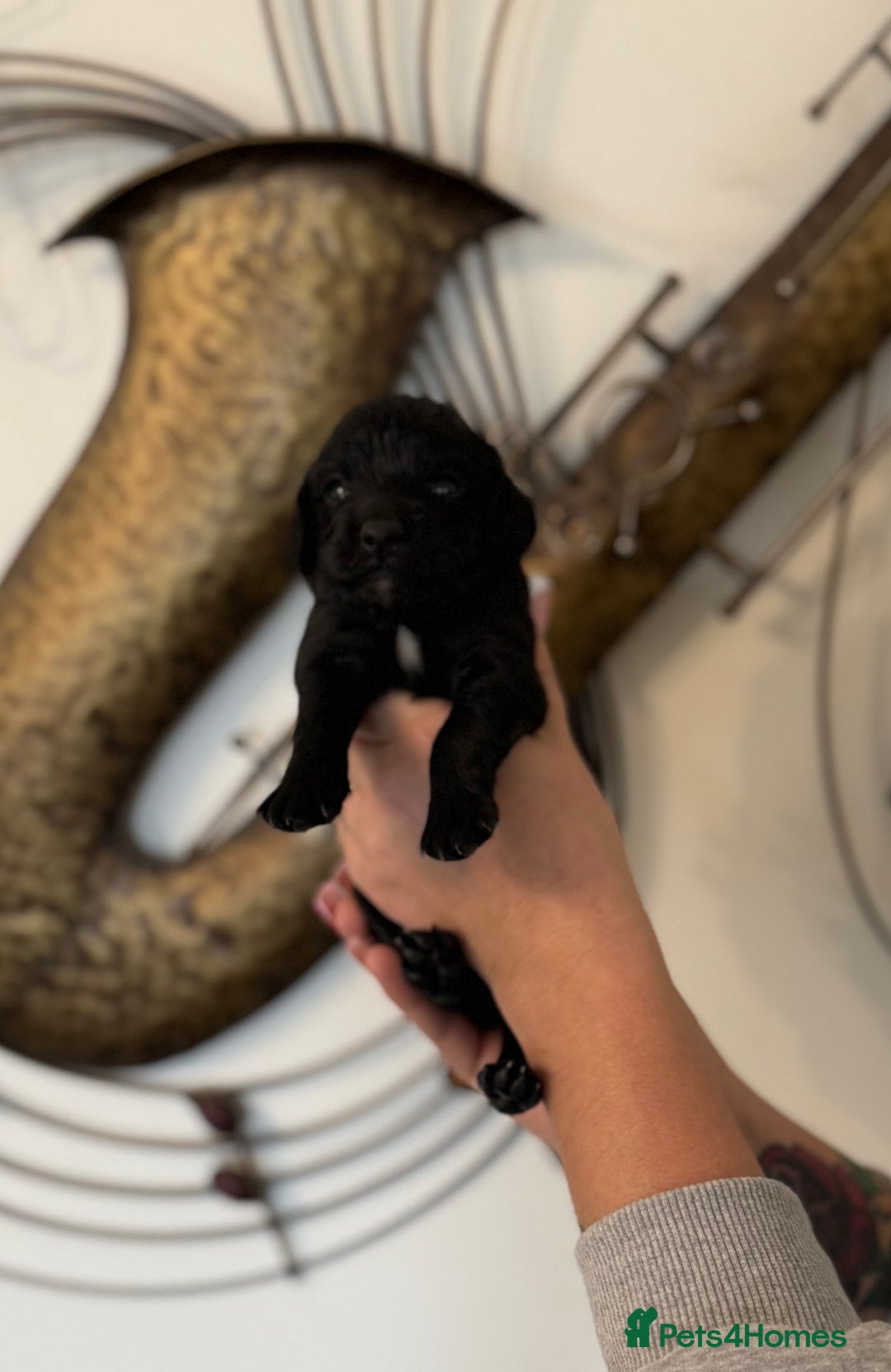 Cockapoo dogs for sale: Beautiful F2 cockapoo puppies  - Image 5
