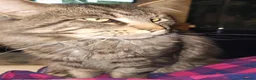 Maine Coon cats for stud: Niklouse  in Mold - Advert 14