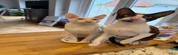 Cornish Rex cats for sale: 2 beautiful Cornish Rex boys - Advert 13