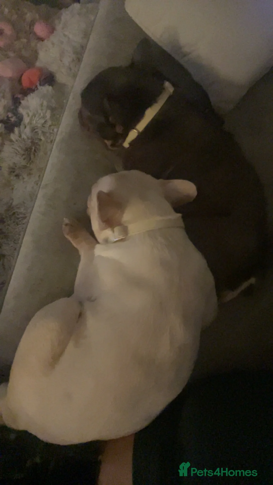 French Bulldog dogs for sale: Needs rehoming in Pershore - Advert 7