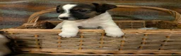 Jack Russell dogs for sale: Traditional Jack Russell terrier pups in Whitchurch - Advert 24