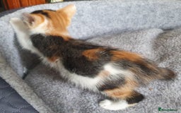 Mixed Breed cats for sale: Fluffy and short haired bundles of joy - Image 18