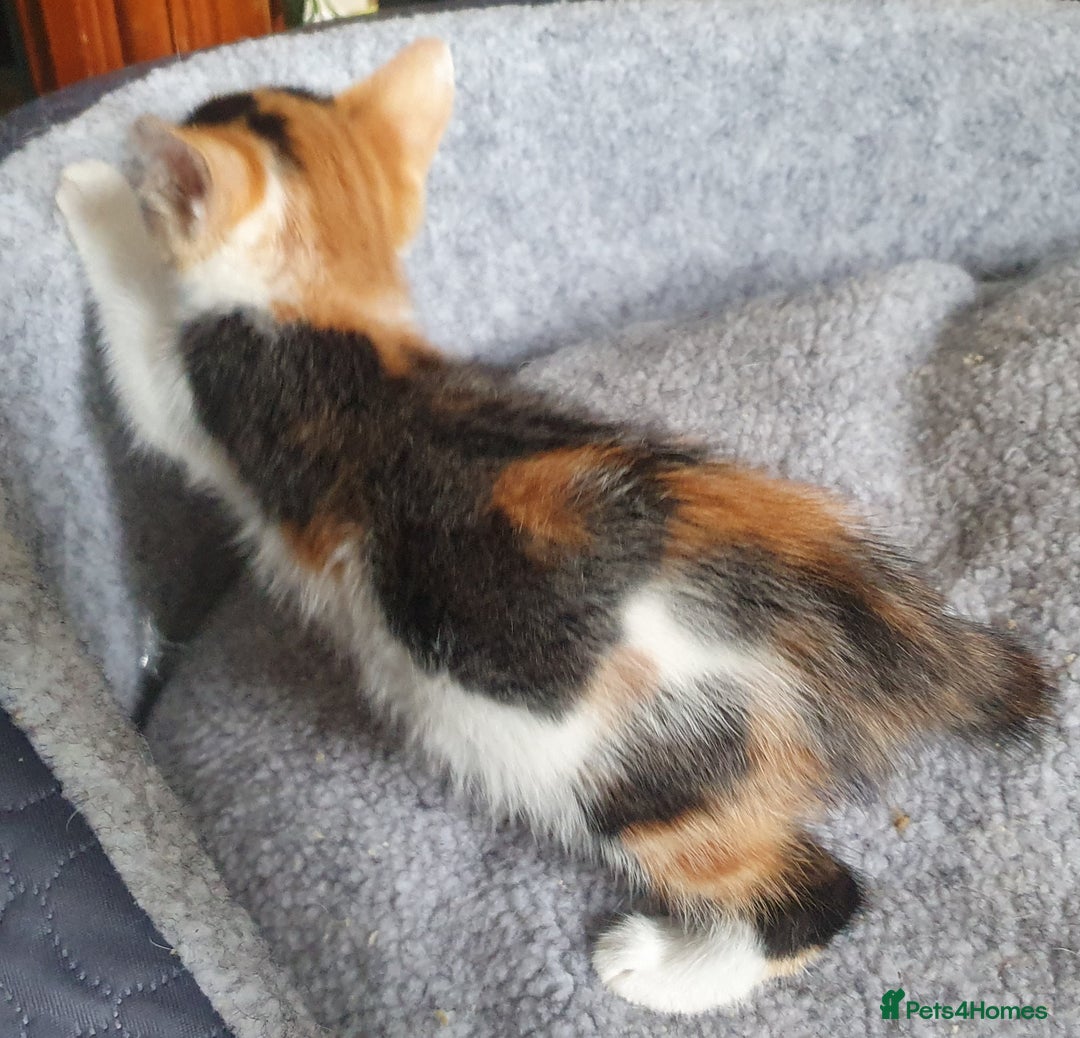 Mixed Breed cats for sale: Fluffy and short haired bundles of joy - Image 18