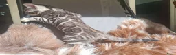 Bengal cats for sale: Show Quality Bengal Kittens – 5★ Licensed Cattery - Advert 33