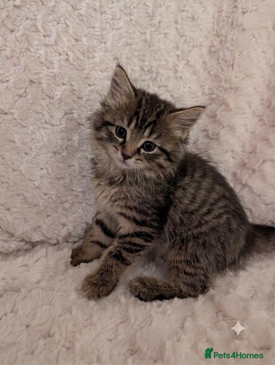 Mixed Breed cats for sale: Maine coon Mix kittens  - Advert 2