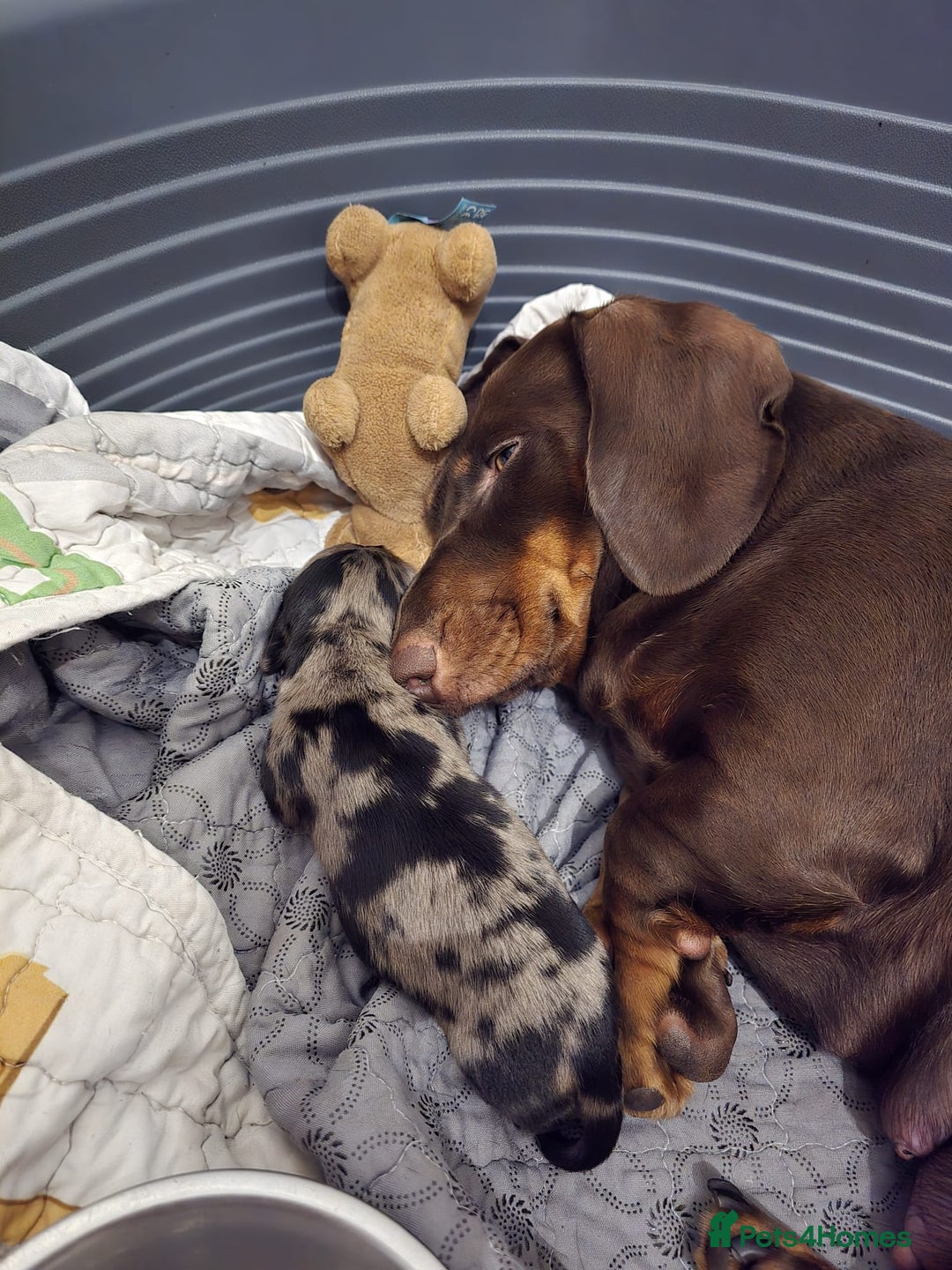 Dachshund dogs for sale: Isabella black &tan longhair dapple boy  - Image 9