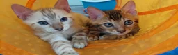 Bengal cats for stud: Impressive Stud Bengal TICA WCF reg in Harlow - Advert 28