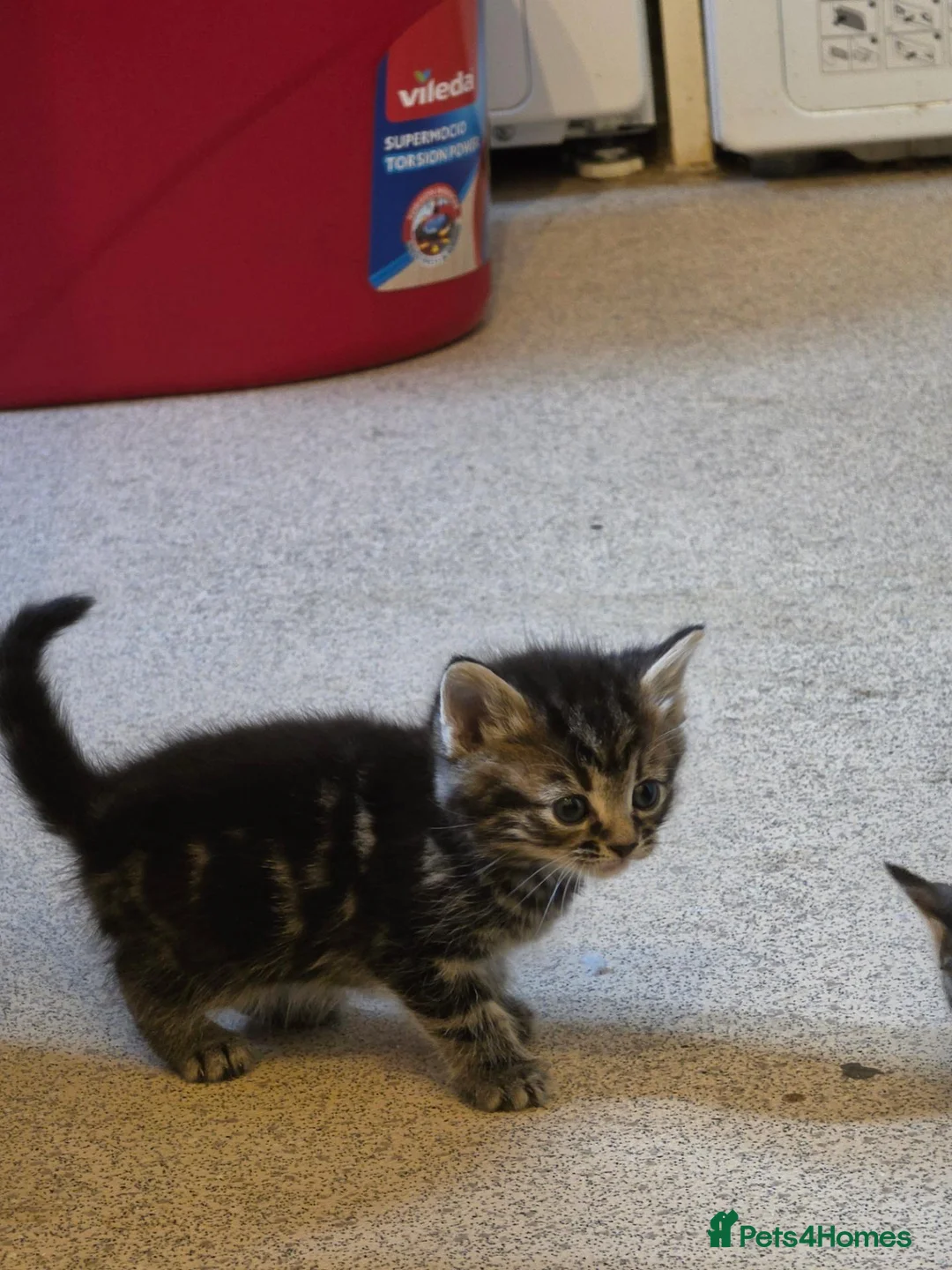 Mixed Breed cats for sale: Kittens for sale - Advert 2