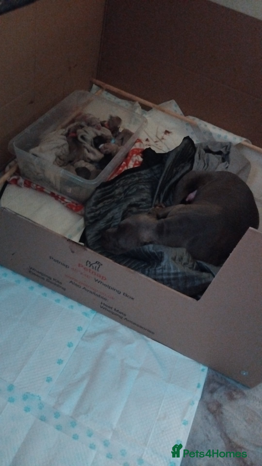 Mixed Breed dogs for sale: Staffordshire bull terrier X puppies - Advert 5