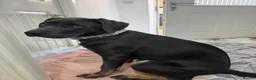 Mixed Breed dogs for sale: Chloe the Labrador cross  in Carterton - Advert 6