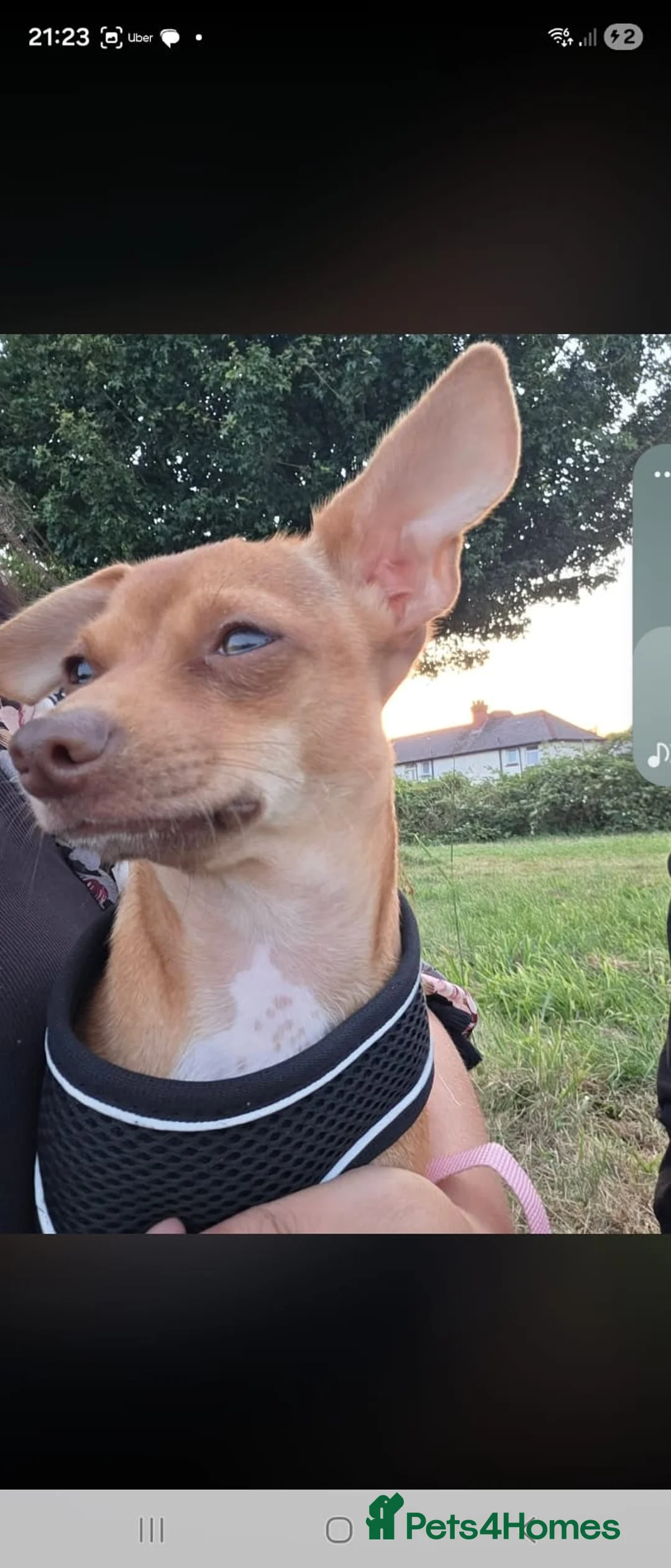 Chihuahua dogs for sale: Male chihuahua for sale  in Cardiff - Advert 2