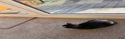 British Shorthair cats for sale: Black female young cat in Lancaster - Advert 2