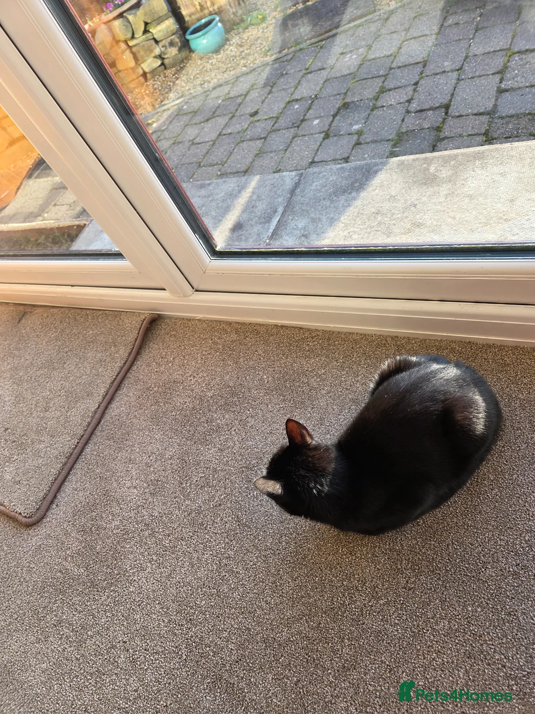 British Shorthair cats for sale: Black female young cat in Lancaster - Advert 2