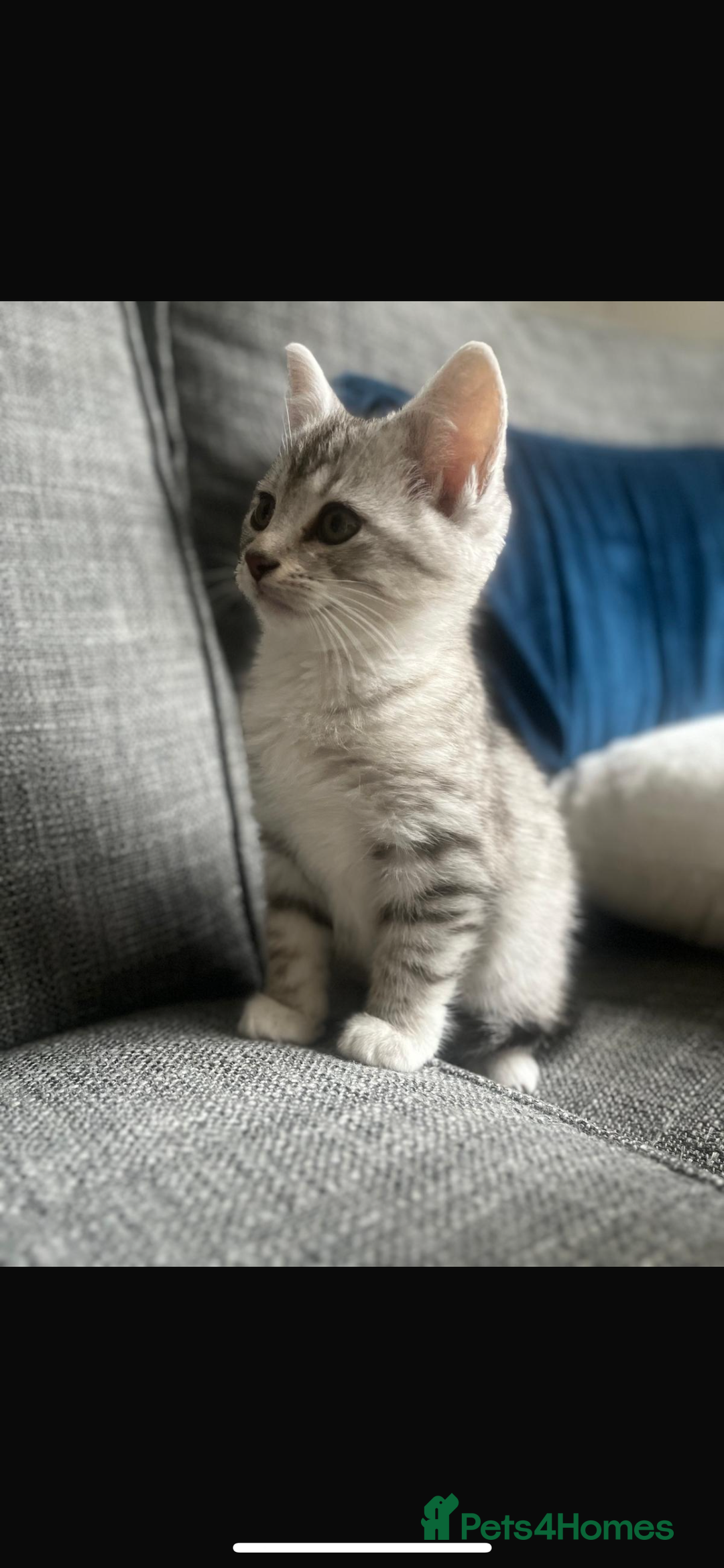 Mixed Breed cats for sale: Mixed breed silver tabby boys/ tabby & white girl - Image 12