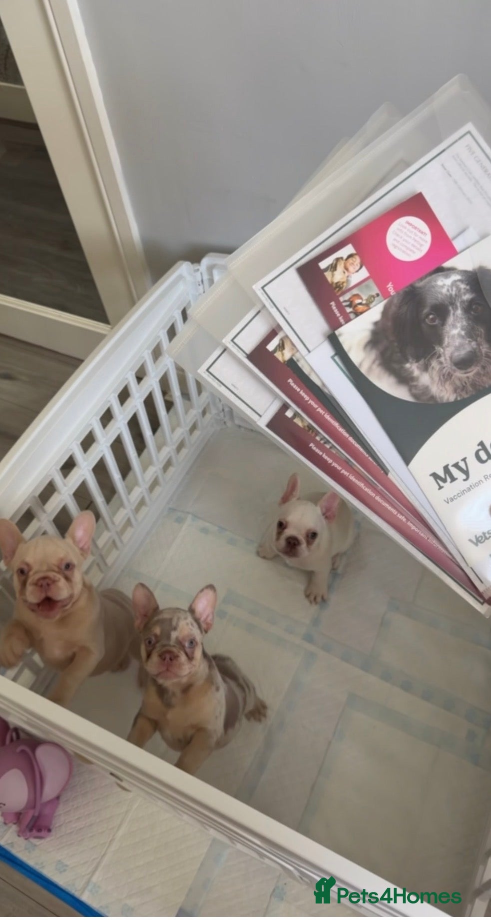 French Bulldog dogs Fully vacced & KC reg pups ready to go 😍 - Advert 18