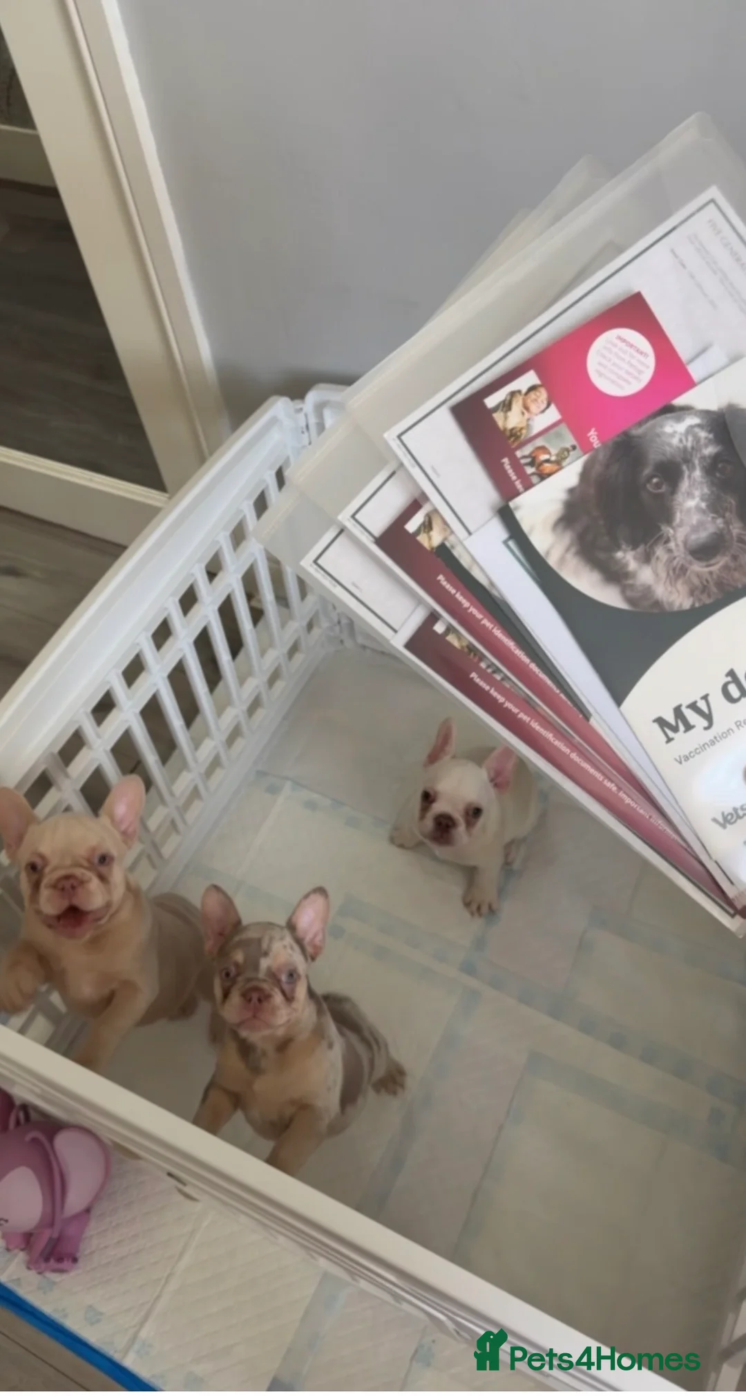 French Bulldog dogs for sale: NEW SHDE Fully vacced KC reg pups ready to go 😍 - Advert 1