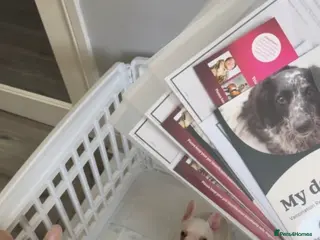 French Bulldog dogs Fully vacced & KC reg pups ready to go 😍 - Advert 19