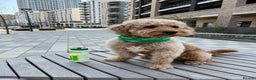 Goldendoodle dogs for stud: Proven Miniature Goldendoodle Stud – Noah 🐾 in London - Advert 4