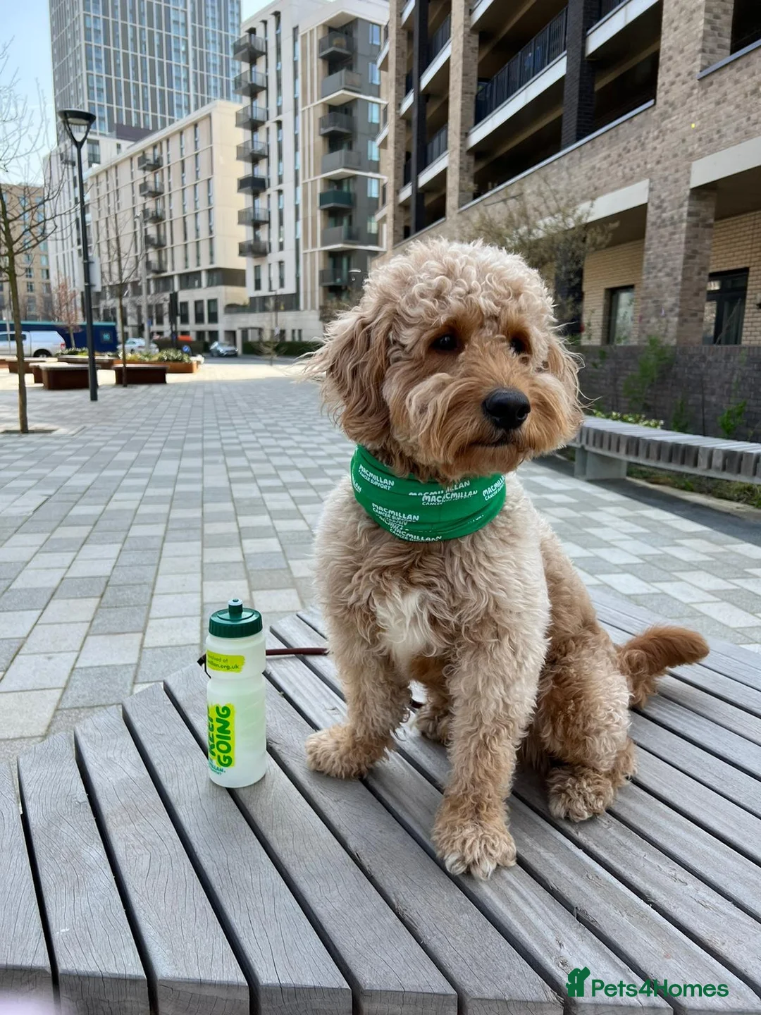 Goldendoodle dogs for stud: Proven Miniature Goldendoodle Stud – Noah 🐾 in London - Advert 4