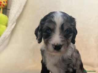 Sprocker dogs ✨Stunning Sprocker pups ✨ ready 16th December - Advert 3