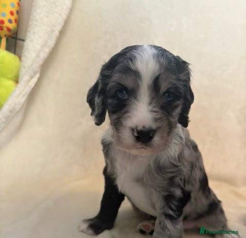 Sprocker dogs ✨Stunning Sprocker pups ✨ ready 16th December - Advert 3