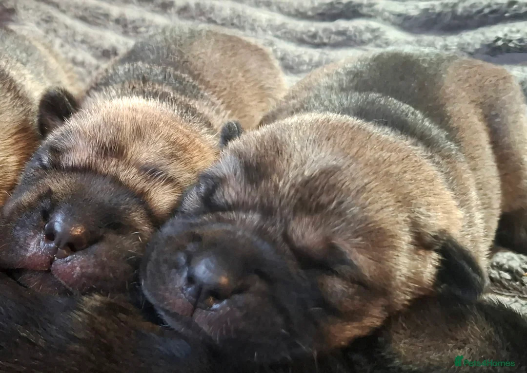 Mixed Breed dogs for sale: Rus-A-Pei ( Rare ) - Advert 9