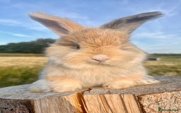 Angora rabbits for sale: Fully Vaccinated Pedigree English Angoras  - Image 34