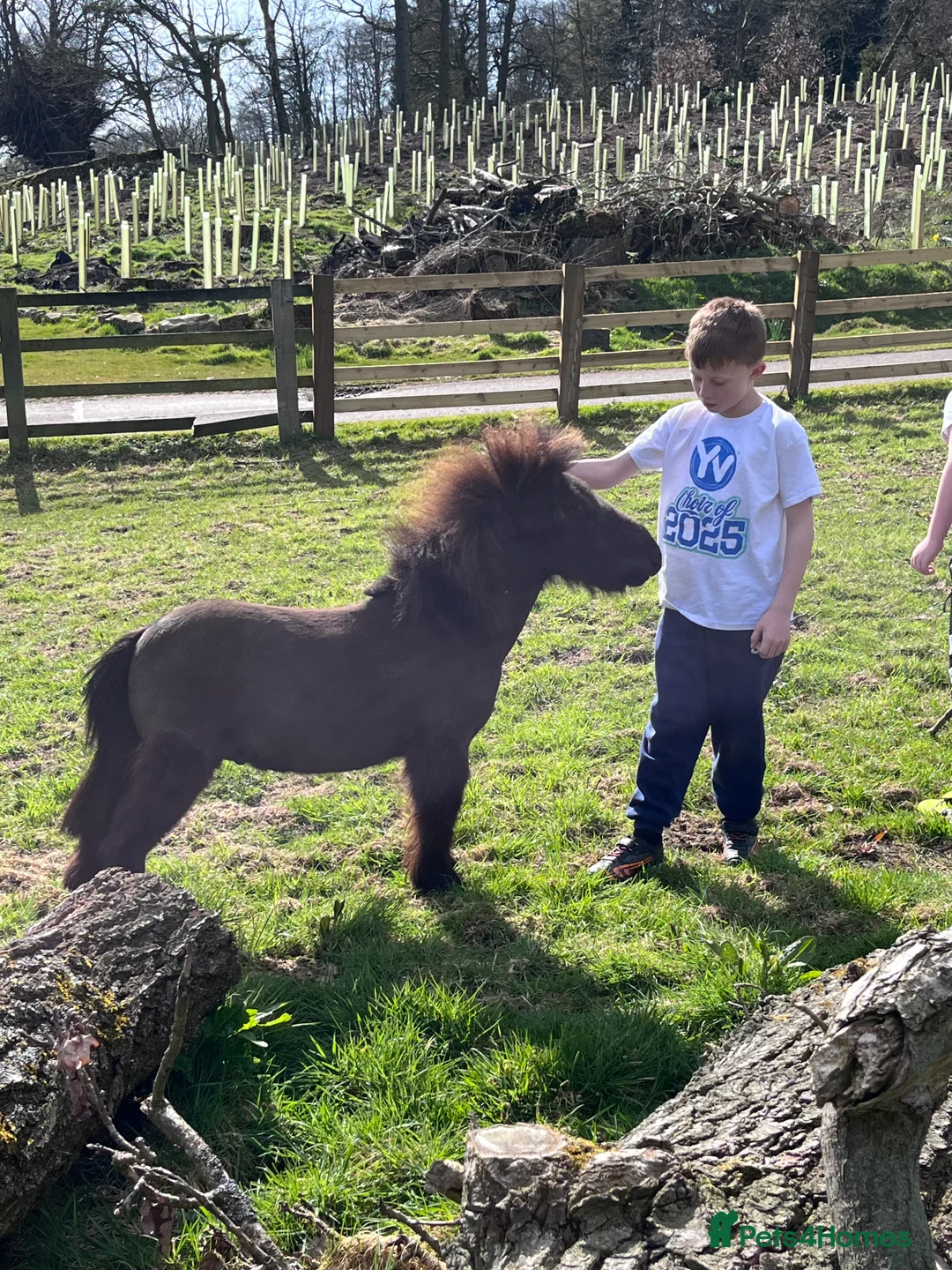 Shetland pony horses for sale: Shetland Pony - Advert 5