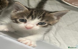 Bengal cats for sale: Bengal Calico kittens  - Image 15