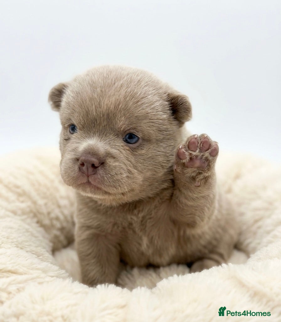 Mixed Breed dogs 5 Beautiful Frow Frow puppies  - Advert 2