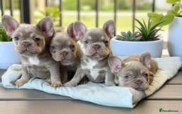 French Bulldog dogs for sale: Top Quality French Bulldog Puppies  - Image 1