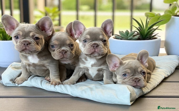 French Bulldog dogs - Advert 1