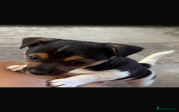 Jack Russell dogs for sale: Jack Russell litter of 7 - Advert 19