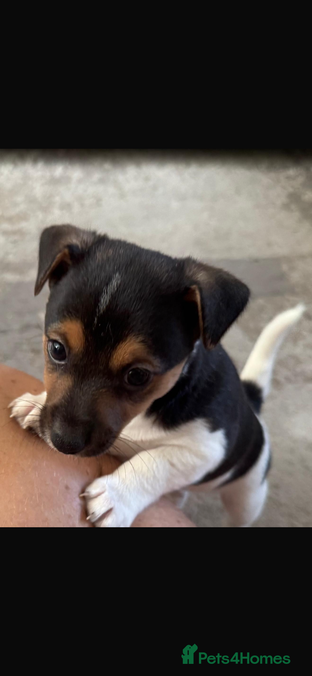 Jack Russell dogs for sale: Jack Russell litter of 7 - Advert 19