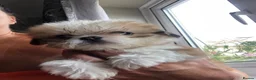 Shih Tzu dogs for sale: Beautiful  fluffy babies  in Bedford - Advert 6