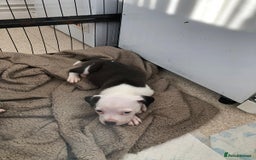 Staffordshire Bull Terrier dogs for sale: Black/ white/ grey staffies - Image 21