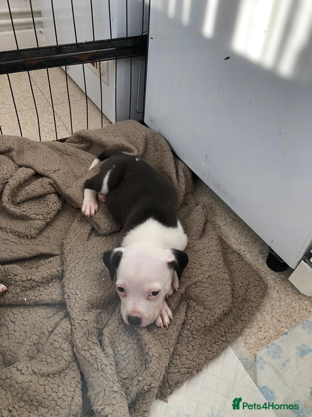 Staffordshire Bull Terrier dogs for sale: Black/ white/ grey staffies - Image 21