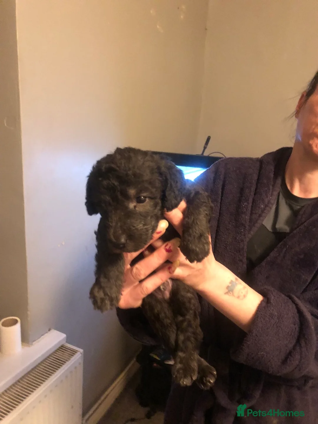 Bedlington Terrier dogs for sale: Male Bedlington puppies - Advert 2