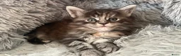 Maine Coon cats for sale: Adorable Maine Coon Kittens  - Advert 17