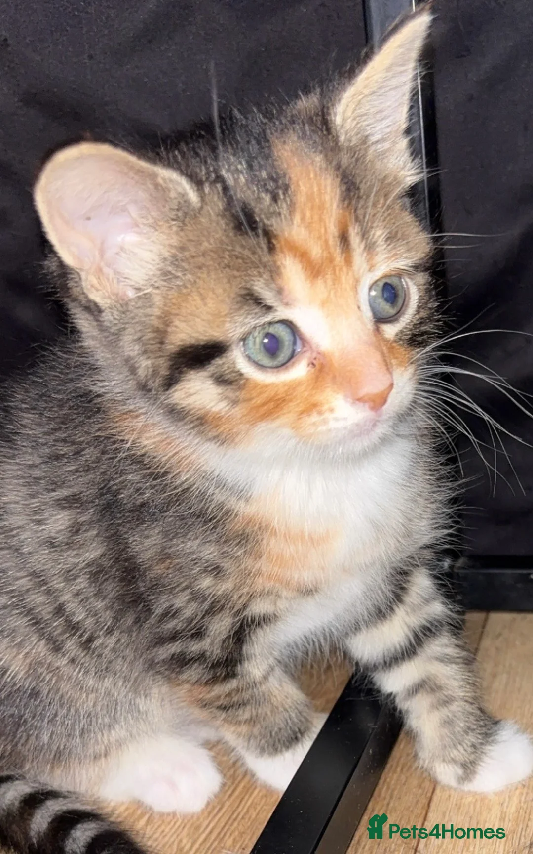 Mixed Breed cats for sale: Fluffy kittens  - Advert 2