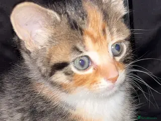 Mixed Breed cats Fluffy kittens - Advert 1