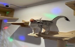 Abyssinian cats for sale: Pedigree Silver Abyssinian kittens left 1 female - Image 23